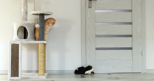 Ginger cat following and looking, on black guinea pig at home alt