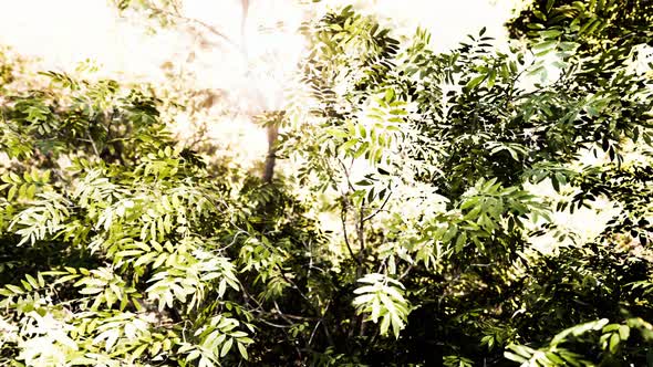 Fog in the Rain Forest and Sun Ray alt