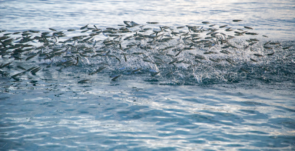 bank of fish jumping in the sea