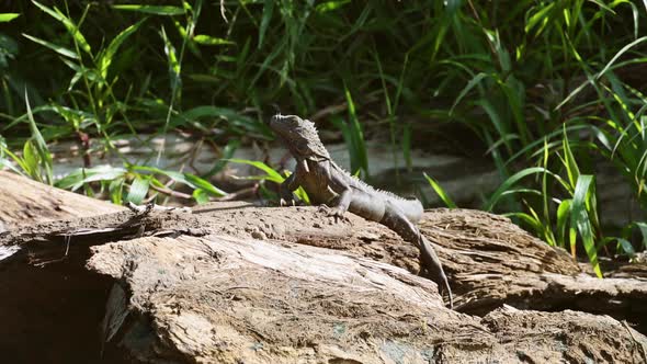 Costa Rica Wildlife, Green Iguana Lizard Lying in the Sun on a Branch by the River, Boca Tapada, Cen alt