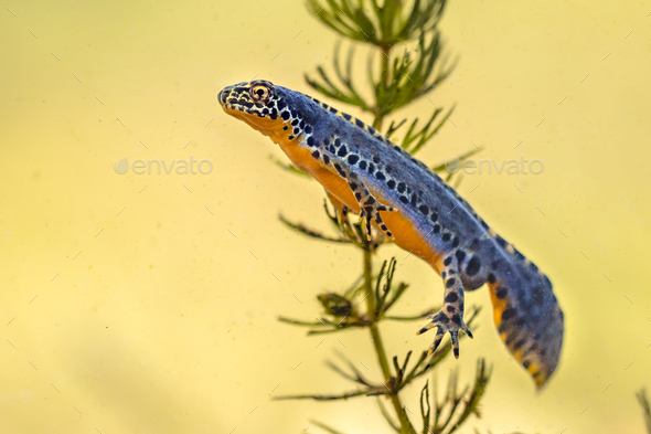 Alpine newt aquatic animal swimming in freshwater habitat