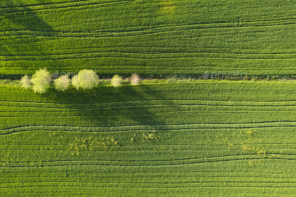 Aerial view of a wheat field in spring - Stock Photo - Images