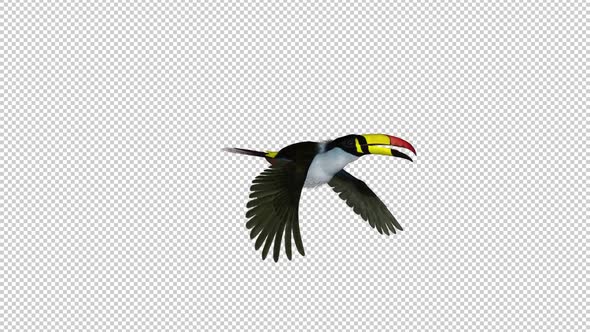 Mountain Toucan - Flying Transition 3 - Alpha Channel