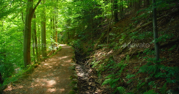 Narrow road in enchanted woodland forest. Green leaves of fern bushes. Light wind, fresh clean air