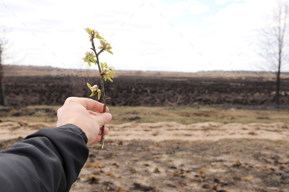 male hand holds a flowering branch on a background of burnt ground. environmental pollution.