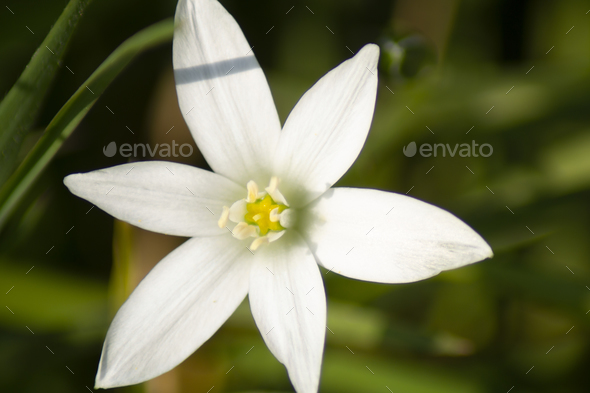 Ornithogalum umbellatum L. Estrella de Belén flower, bulbous perennial ...