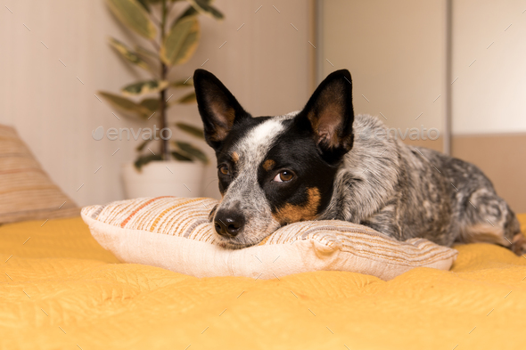 Blue heeler dog laying on a bed with a yellow blanket. Life with