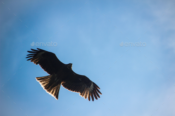 Mongolian Golden Eagle flying in a sunny day