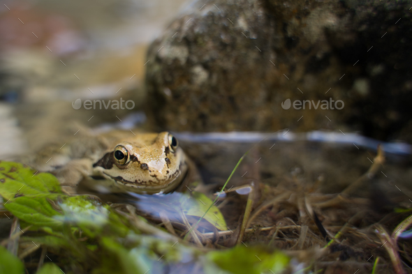 Portrait of a Little Frog in the waters of a little forest river (European Common Frog)