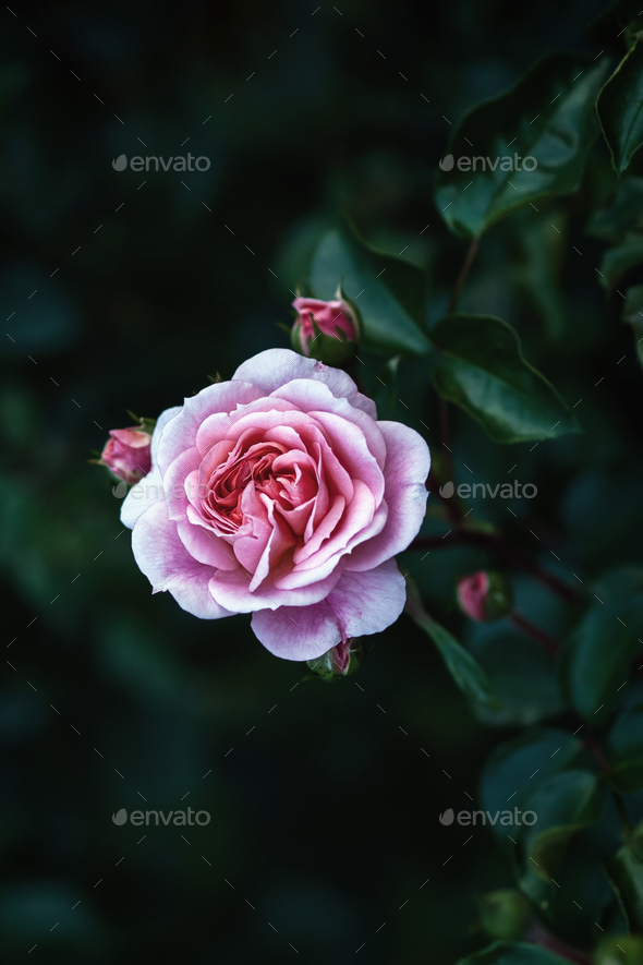 Pink rose in dark evening garden, Pirouette Rose dusty pink flower with buds, vertical frame
