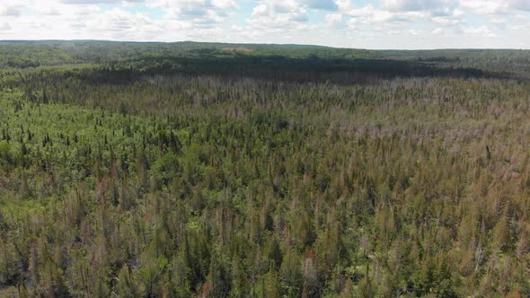 Aerial View Of Forest In The Summer