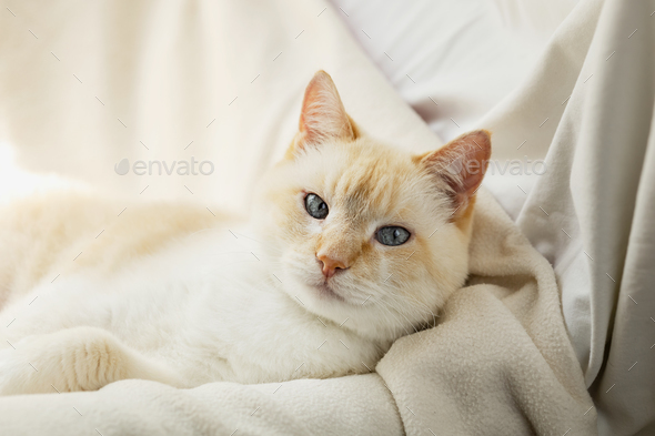 White fat beautiful lazy cunning cat basking in a chair with a blanket