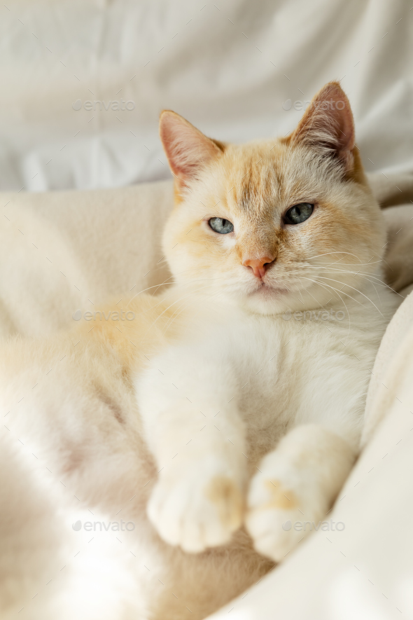 Big white blue-eyed lazy fat cat basking on the bed blissfully stretching forward long paws