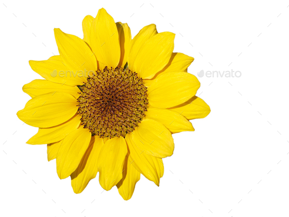 Sunflower, Isolated yellow flower, cut outline on white background artwork arts, Artistic paper