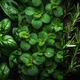 fresh herbs close up photo - PhotoDune Item for Sale