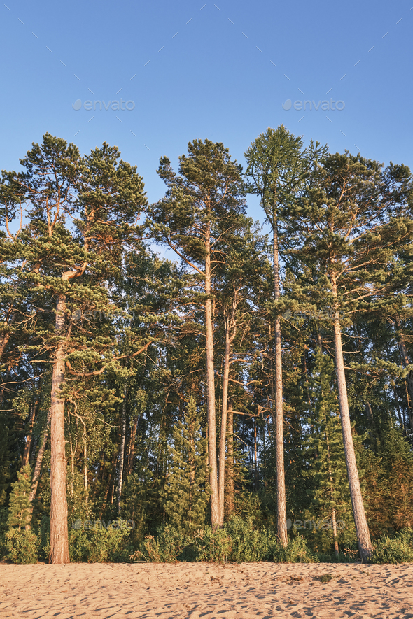 Coniferous Forest And Sandy Beach Illuminated By Sunlight Stock Photo