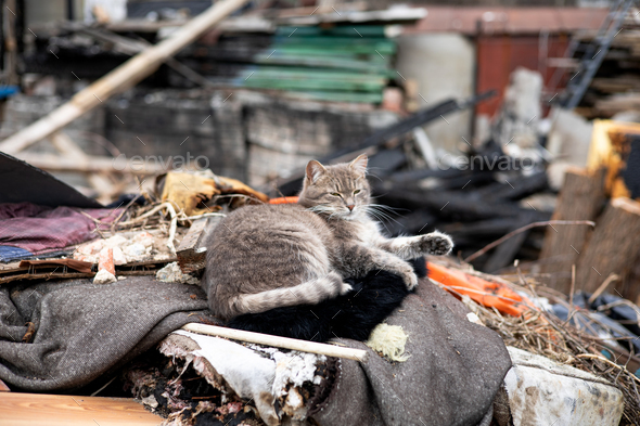 Old abandoned brick house ruins after an earthquake with a cat searching the trash in front