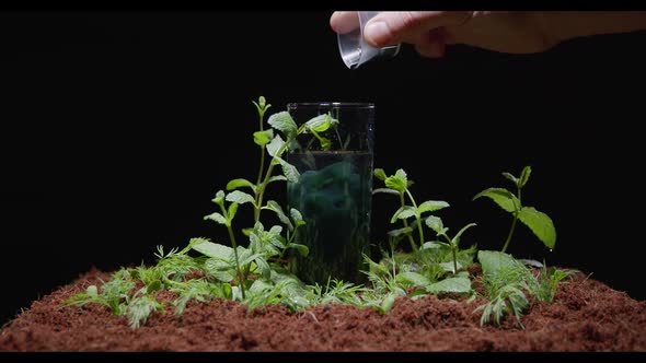 Chlorophyll is Poured Into Glass of Water Which Stands on the Soil with Plants