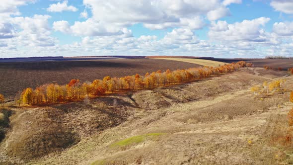 Aerial Photography Agro Field Autumn Forest