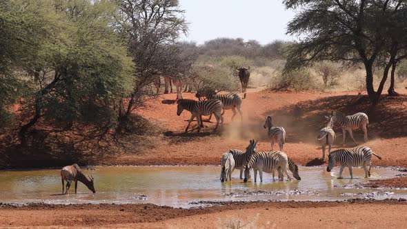 Zebras, Tsessebe And Wildebeest At A Waterhole - South Africa alt