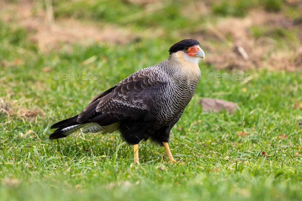 Caracara plancus bird, Torres del Paine National Park, Chile. Patagonia ...