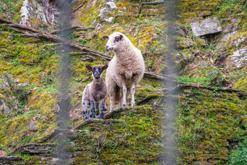 A%20sheep%20and%20her%20lamb%20climbed%20on%20an%20old%20mossy%20staircase