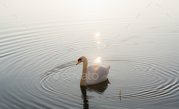 DSC05429 swan apr23