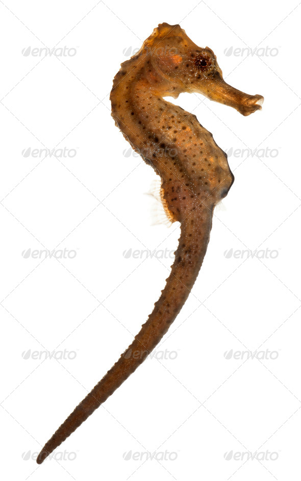 Longsnout seahorse or Slender seahorse, Hippocampus reidi redish, in front of white background - Stock Photo - Images