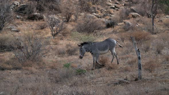 Zebras in a Kenyan national park alt