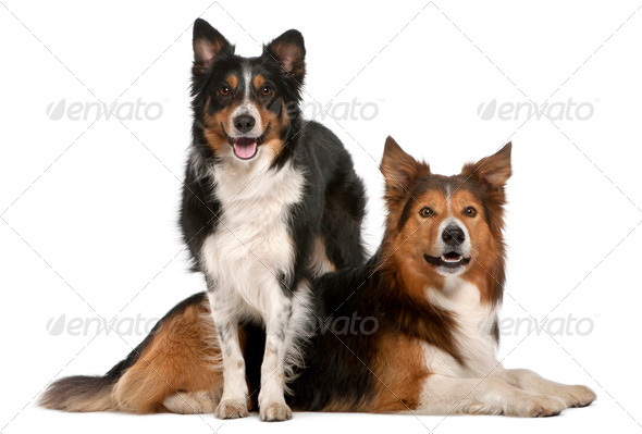 Male Border Collie, 7 years old, Female Border Collie, 3 years old, in front of white background - Stock Photo - Images