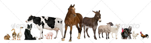 Variety of farm animals in front of white background - Stock Photo - Images