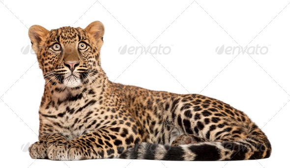 Leopard, Panthera pardus, 6 months old, lying in front of white background - Stock Photo - Images