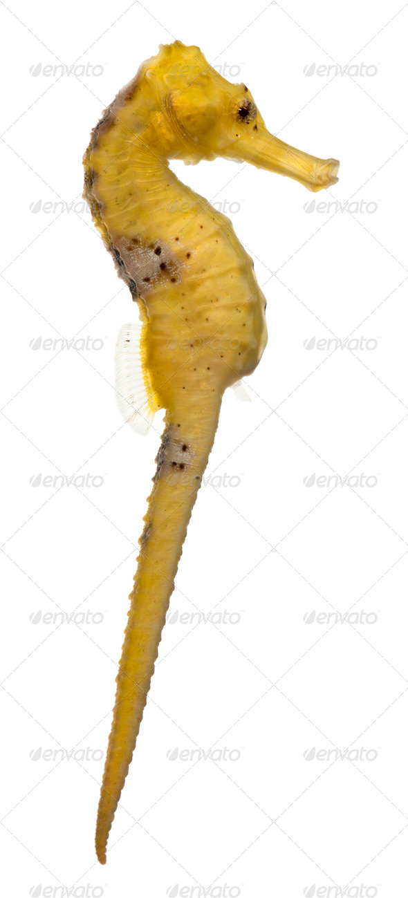 Longsnout seahorse or Slender seahorse, Hippocampus reidi yellowish, in front of white background - Stock Photo - Images