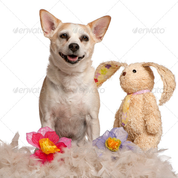 Mixed-breed dog, 8 years old, sitting with stuffed animal and flowers in front of white background - Stock Photo - Images