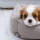 Close up portrait of cute Blenheim King Charles Spaniel dog puppy in a indoor home setting with - PhotoDune Item for Sale