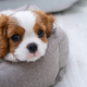 Close up portrait of cute Blenheim King Charles Spaniel dog puppy in a indoor home setting with - PhotoDune Item for Sale