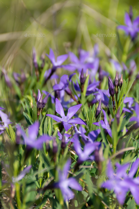 Periwinkle lat. Vinca is a perennial garden plant with blue flowers