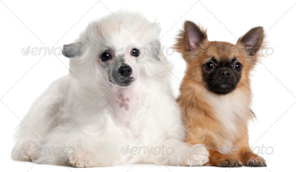 Chihuahua, 1 year old, and Chinese Crested Dog, 1 year old, lying in front of white background - Stock Photo - Images