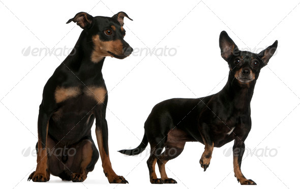 Miniature Pinscher, 7 years old, and German Pinscher, 4 years old, in front of white background - Stock Photo - Images