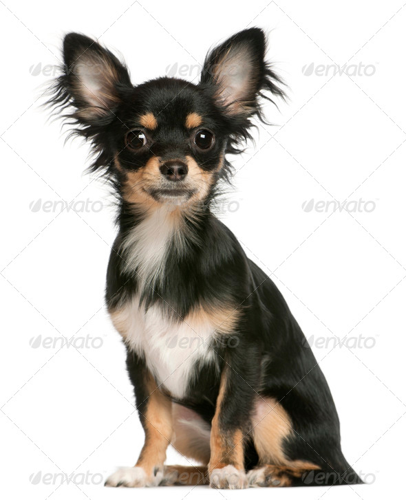 6 month old shop long haired chihuahua