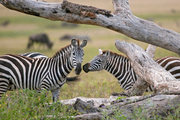Zebra in Serengeti National Park, Tanzania, Africa - Stock Photo - Images