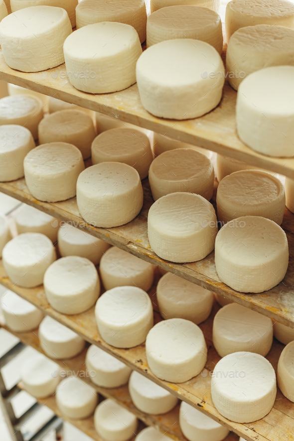 Abundance of Heads of Goat Cheese on Shelf Stands Arranged to Ripen on Cheese Farm Stock Photo