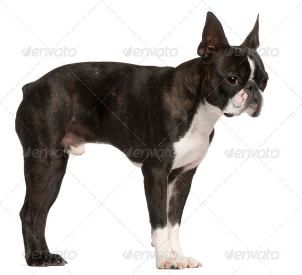 1 year old cheap boston terrier