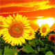 Flowering Sunflowers - VideoHive Item for Sale
