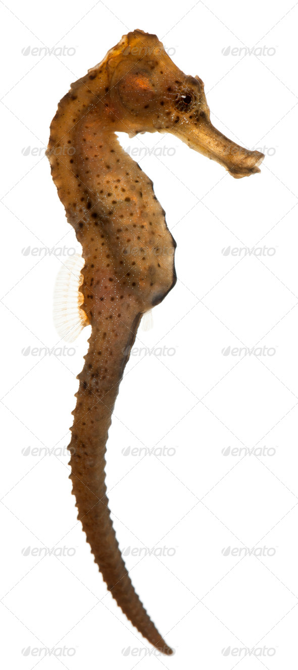 Longsnout seahorse or Slender seahorse, Hippocampus reidi redish, in front of white background - Stock Photo - Images