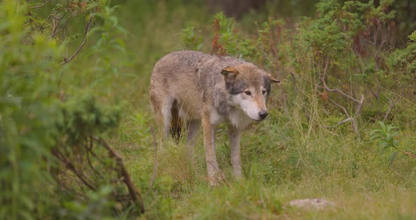 Beautiful Grey Wolf Smells After Food in the Grass