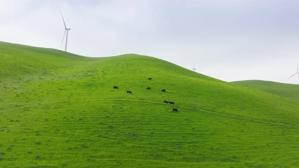 Farm Animals on Green Hills Landscape with Wind Turbine Power Stations at Summer alt