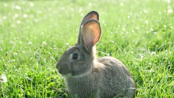 Cute Grey Rabbit Eating a Pink Flower Petal While Laying alt