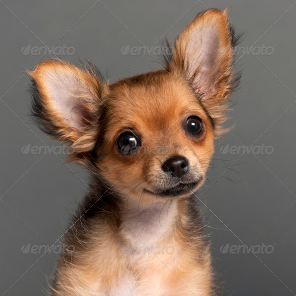 Chihuahua - Stock Photo - Images