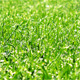 Green Grass - VideoHive Item for Sale